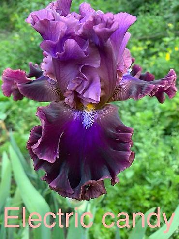 Другие садовые цветы и кустарники: Сортовые ирисы.
От 350 до 500 сом — 13