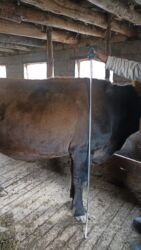 дойный коров: Сатам | Уй (ургаачы) | Алатоолук | Союуга, Көбөйтүү үчүн, Сүт алуу үчүн | Кысыр