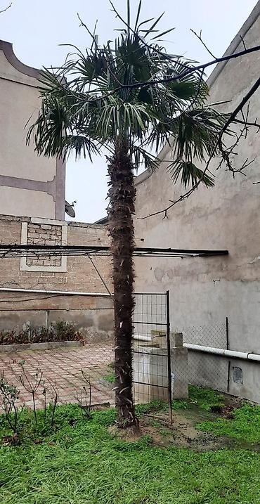 sumaq ağacı: Palma ağacı təcili satılır uzunluğu 5 metrdir heç bir qüsuru yoxdur — 2