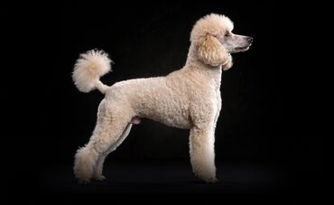 акустические системы joyroom колонка в виде собак: Пудель, 5 айлык, Эркек, Эмделген