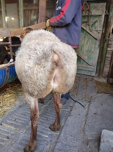 Баран, овца: Продаю | Овца (самка) | Для разведения | Матка — 7