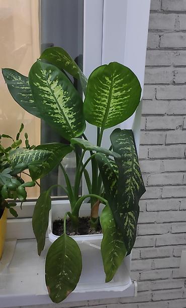 ev bitkisi: Dieffenbachia (difffenbaxiya) otaq bitkisi - Növ: Dieffenbachia — 1