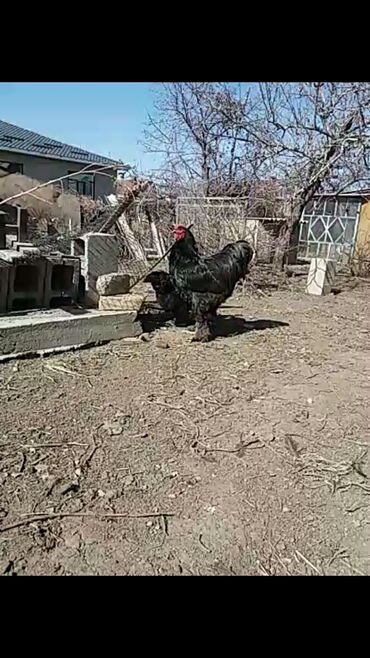 черная курица: Продаются цыплята черной брамы
