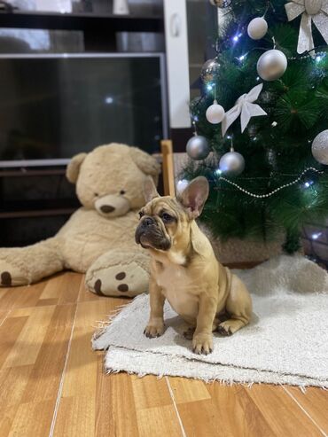 Psi: Dostupni vrhunski stenci francuskog buldoga- još dva dečaka i dve — 8