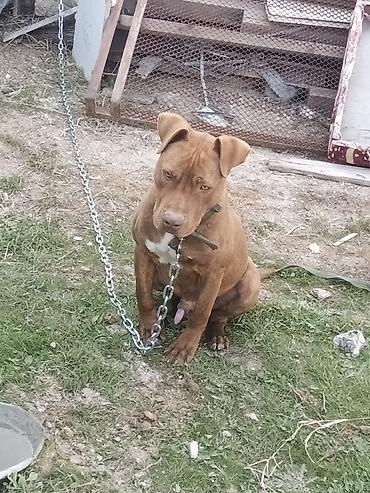 pitbul balaları: Pitbul, 8 ay, Erkək, Peyvəndli, Ünvandan götürmə — 4