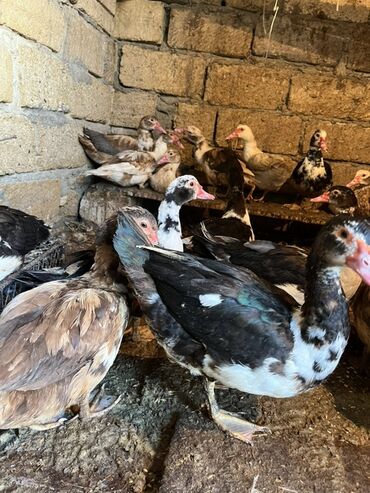 dana qiyməti xacmaz: Dişi, | Lal ördək, Damazlıq, Ünvandan götürmə