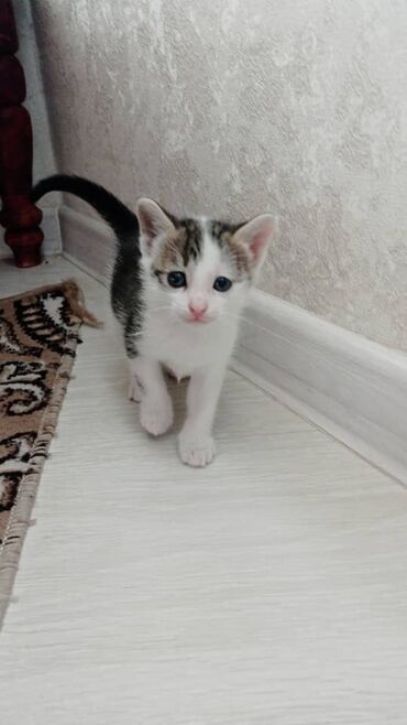 Отдам даром кошку: Кошка даром: Беспородная, 2 месяца, Девочка, Приучена к лотку