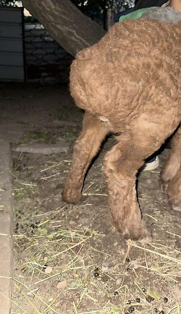 Баран, овца: Продаю | Овца (самка), Ягненок, Баран (самец) | Арашан | Для разведения — 15