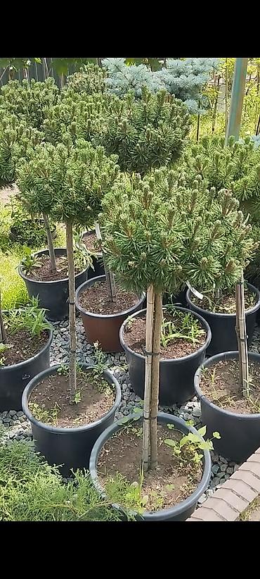 Дизайн, проектирование: Дизайн | Дома — 6