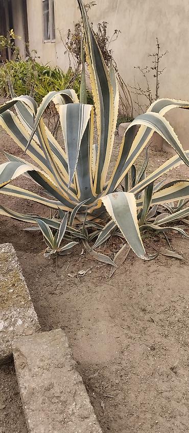 roza: Agava americana ‘Variegata’ – dekorativ sukulent boyu 1m 20 santi — 1