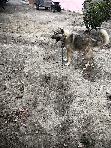 alman coban kopeği: Alabay, 5 il, Erkək, Peyvəndli, Ödənişli çatdırılma — 2