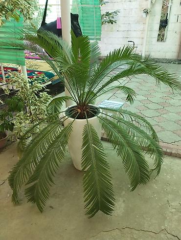 Пальмы: Саговник (Cycas revoluta) в напольном кашпо - Эффектное декоративное — 1