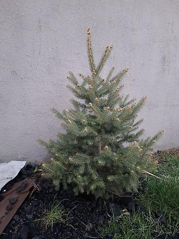 Сосна: Сосна обыкновенная и ель колючая (голубая) — саженцы для озеленения — 8