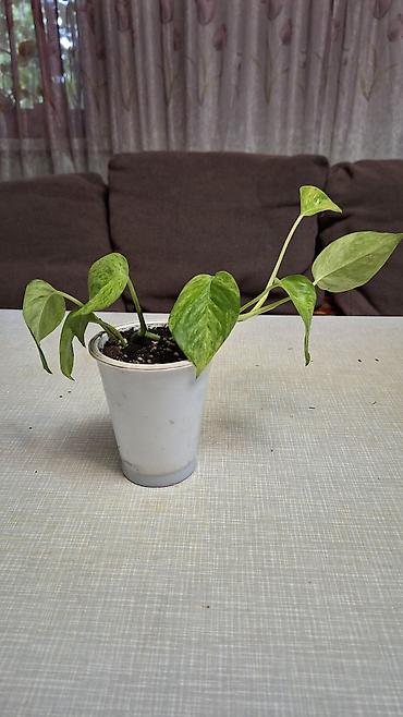 Сингониумы: Продаю комнатные растения. 1. Эпипремнум Есения, в горшке, с опорой - — 3