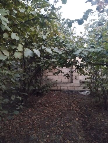 Bağ və bostan üçün digər məhsullar: Fındıq bağı – intensiv sıralı əkiliş - Məhsul: fındıq bağı — 2