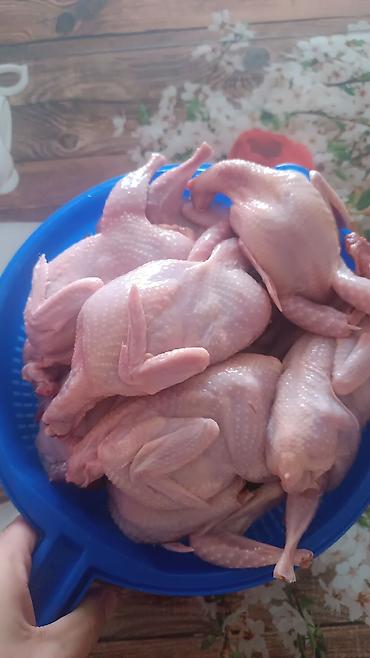 qefes: Məhsul: Bildirçin və bildirçin yumurtası Təsvir: - Cins: Ət-yumurta — 7