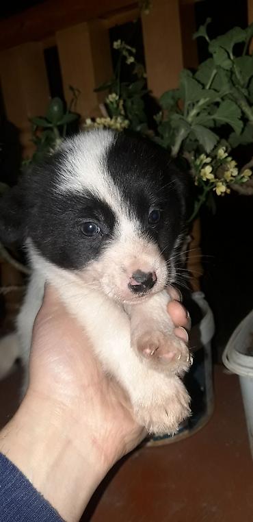 İtlər: Zvonok, 2 ay, Erkek, Peyvəndli — 9