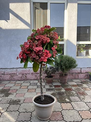 Эуфорбия Миля (Euphorbia milii) – крупное штамбовое растение в кашпо