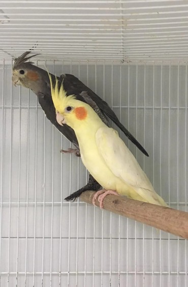 клетки для птицы: Кареллы хорошо обучаемые к разговору и приручаются к рукам. Так же