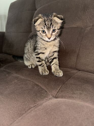 Коты: Продается вислоухая шотландская котенок 🐈‍⬛ Мальчик; ему 2 месяца и 5
