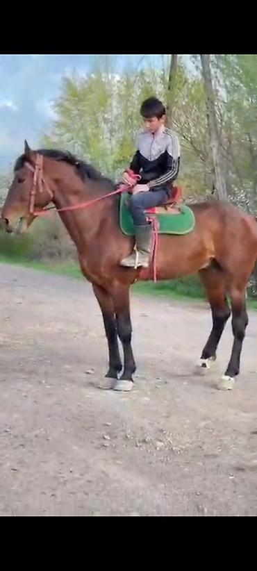 где можно взять кошку: Продаю | Жеребец | Полукровка | Племенные — 3