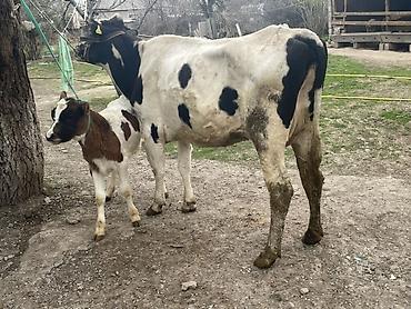 Коровы, быки: Продаю | Корова (самка) — 4