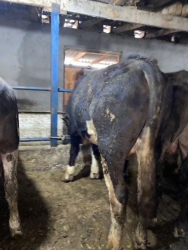 Коровы, быки: Продаю | Бык (самец) | На откорм | Привязанные — 8