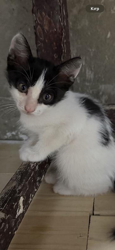 balaca pişik şəkilləri: Erkək, Dişi, Yaxşı əllərə — 4