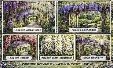 Другие садовые цветы и кустарники: Https://t.me/blooming_garden_kg Редкие и эффектные декоративные — 17