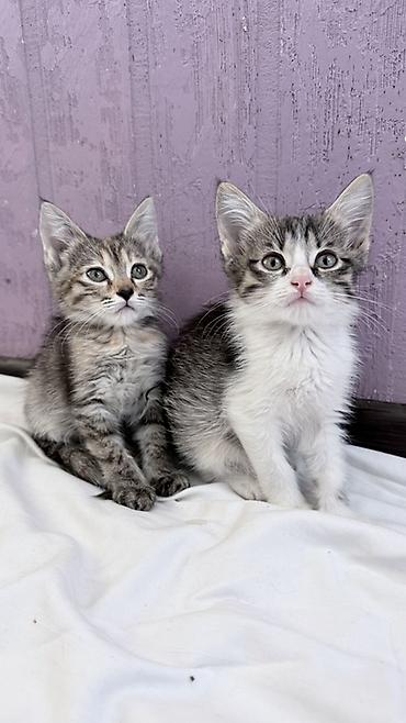 котята скоттиш страйт: Кошка даром: Беспородная, 2 месяца, Девочка — 2