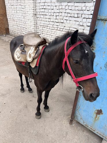 тай ат: Пони 
Уэльский 4 года жеребая 
В комплект отдам седло