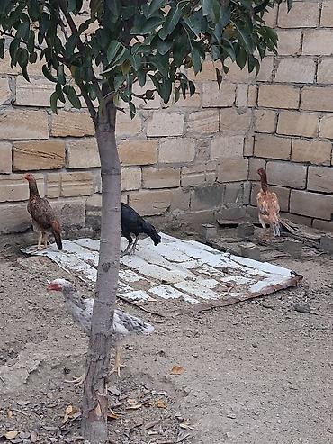 Toyuqlar: Real alicilar narahat etsin xaiw — 12