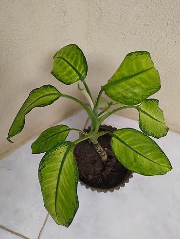 монстера: Otaq bitkiləri dəsti - Monstera deliciosa (dərin yarıqlı iri yaşıl — 2
