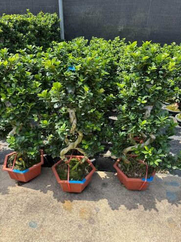 Пальмы: Пальмы Кофейное деревоПальмы,Фикусы и тд — 23