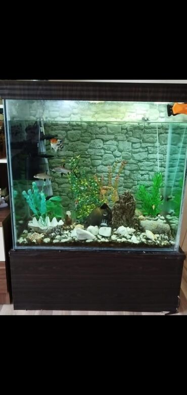 akvarium: Akvarium Qalın şüşədən 80×80 ölçüdə 300-litr su tutur 11-ədəd