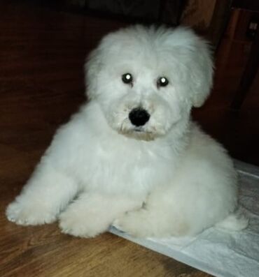 toy terrier: Пудель, 5 месяцев, Самец, С прививками, Самовывоз