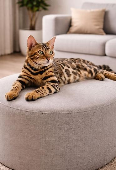 Pets & Animals: Registrovana odgajivačnica MMaestro_bengal ponosno predstavlja dva — 1