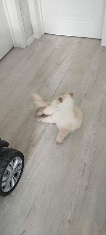 scottish fold satilir: Erkək, Ünvandan götürmə, Rayonlara çatdırılma — 1