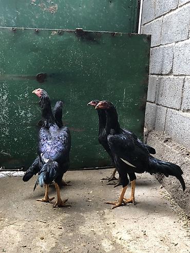 Продам с/х животных: Продаю | Куры | Бойцовая | Для разведения — 6
