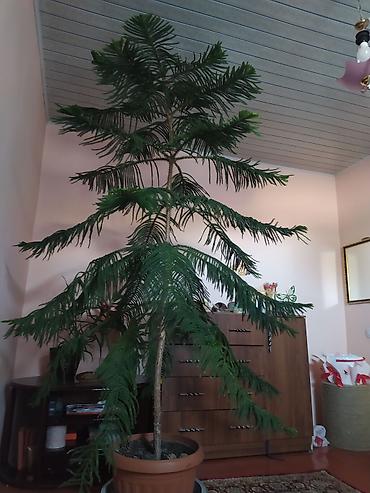 мака перуанская: Араукария (Norfolk Island Pine) в большом горшке - Высокое комнатное — 1