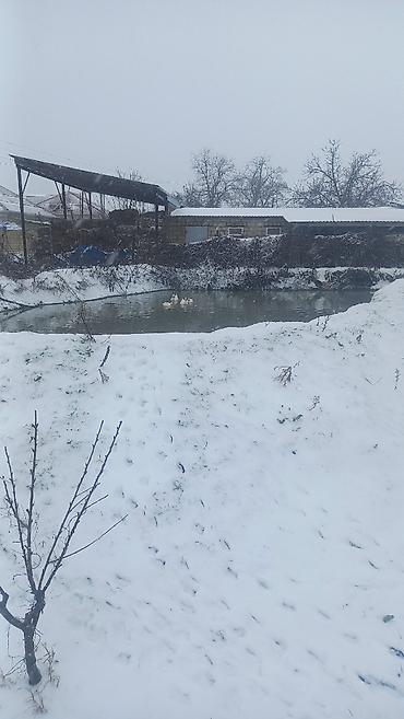 digah ev: 6 otaqlı, 150 kv. m, Kredit yoxdur, Orta təmir — 9