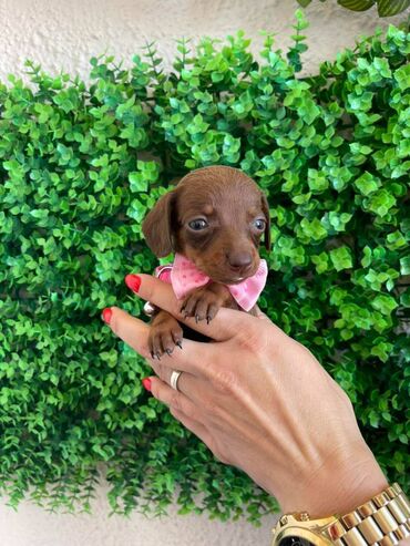 Psi: Odgajivacnica pasa "Happy Puppies" ima u ponudi prelepe stence mini — 8