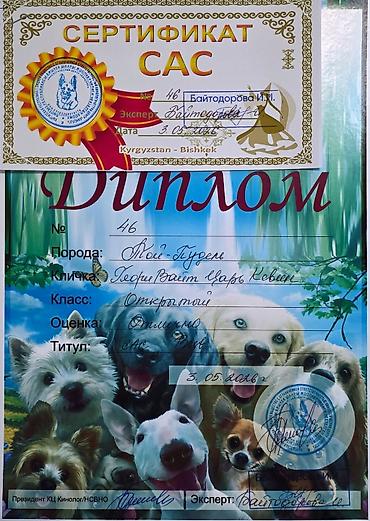 Продажа собак: Пудель, 2 месяца, Самец, С родословной — 9