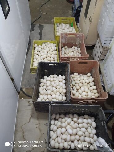 mandarin ordeyi in Azərbaycan | ÖRDƏKLƏR: Salam Aleykum.pekin ördək yumurtaları var mayalı inkubatorun yığmağa