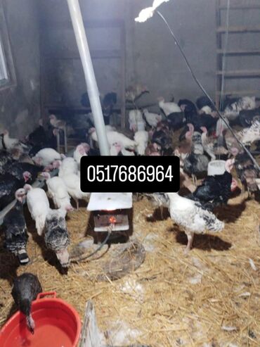 Hinduşka: Məhsul: Hind quşları (Biq 6 və “Beyləqan” sortları) Təsvir: - — 1