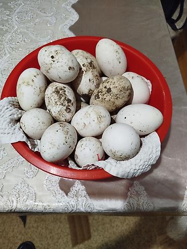 qara toyuq quşu: Qaz yumurtası satıram.mayalanmışdi.öz həyətimdə saxladigim heyvanındı — 1