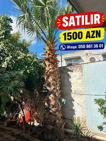 bitki: Vasinqton Palmasi satilir Agac Bulbule qesebesinde Bag heyetinde ekili — 1