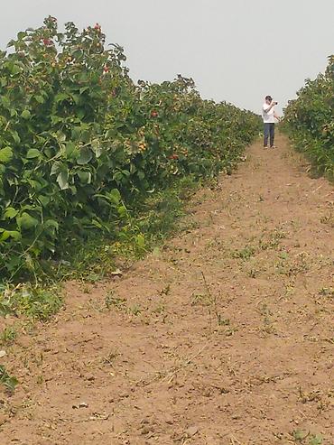 Малина: Малина — 7