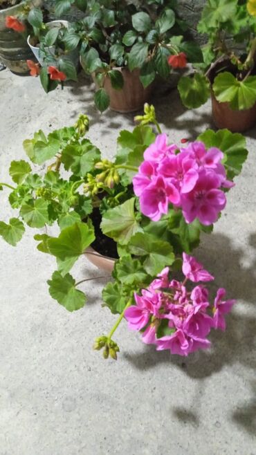 комнатный растения: Большие и красивые ароматные цветы продается для ресторанов кафе очень