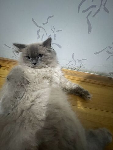 Pişiklər: Şotland uzun tüklü, Erkək, Cütləşmə üçün, Ünvandan götürmə — 18